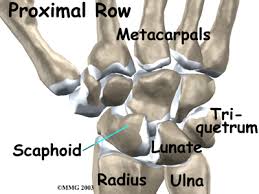 Image result for Normal Anatomic Position of the Hand and Wrist