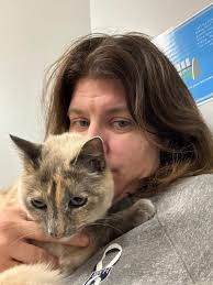 Hello to Annabelle the blue point kitten in Concord NH