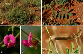 Image result for Tephrosia lupinifolia
