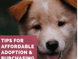 Puppyfinder.com is secure, simple and efficient way to find a puppy, sell a puppy or addopt dogs via internet. The Best Places To Find A Really Cheap Puppy Pethelpful By Fellow Animal Lovers And Experts