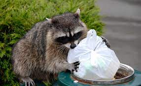 I have an animal literally tearing up my back yard. The Best Way To Keep Raccoons Away From Your Trash