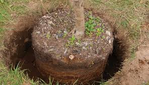 We did not find results for: How To Plant An Orchard Of Fruit Or Nut Trees Hobby Farms