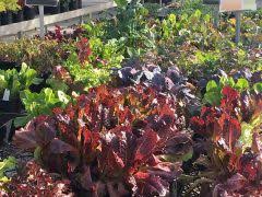 Thress nursery gardens, knoxville, tn. Stanley S Greenhouse Asap Appalachian Sustainable Agriculture Project S Local Food Guide