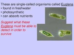 An organism is a single individual, or being. These Are Single Celled Organisms Called Euglena Ppt Download