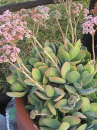 Image result for Crassula alticola
