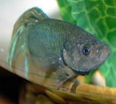 Ick Information And Symptoms Fish Diseases Pictures Fish Care