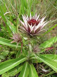 Image result for Macledium zeyheri