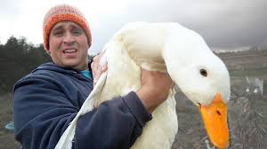 The female has a chocolate brown head with the same bright eye that gives this species its name. Our Freakishly Huge Duck This Is Not Normal Youtube