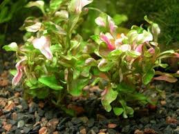 Calico Plant Facts And Health Benefits Native to south america, its cultivar 'red' is similar in appearance to some of the alternanthera dentata and alternanthera. calico plant facts and health benefits
