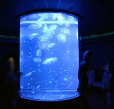 Beautiful diy desktop jelly tank by a professional jellyfish aquarist. Honeymoon In Hawaii Page 2 Jellyfish Tank Jellyfish Photography Jellyfish Decorations