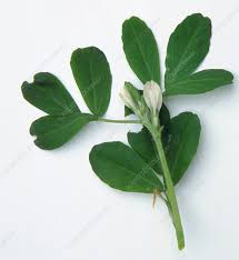 Image result for Trigonella