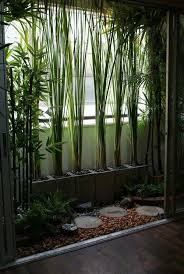 Black Bamboo Plants For Sale Gauteng Bamboo Plants In Pot In A Small Balcony Balcony Garden Balcony Design Interior Garden
