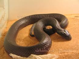 أظلم من الحَيَّة