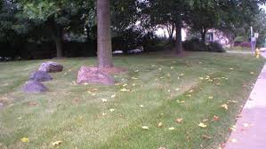 Informational table showing disease name, symptoms, pathogen/cause, and management of tulip poplar diseases. Tulip Poplar Summer Leaf Drop Purdue Landscape Report