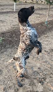 Black N White German Shorthair Pointer Cole At 9 5 Months German Shorthaired Pointer Pointer Puppies German Shorthair