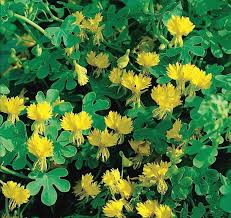 Image result for Crotalaria agatiflora