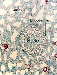 Image result for Endostemon villosus