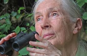Jane goodall by protecting wildlife and empowering people. Jane Goodall Profile And Podcast For The Environment Show