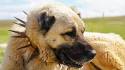 Kangal Dog Breed Information and Pictures