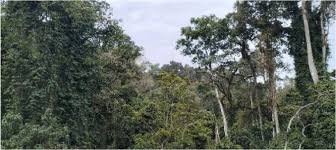 Image result for Pouteria adolfi-friederici