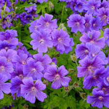 Image result for Geranium
