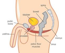 How To Find The Pc Muscle For Kegels Pc Muscle Pc Muscle Exercises Kegel