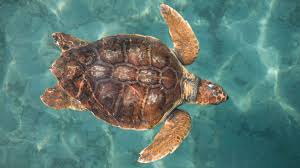 Myrtle Beach Wildlife | North Myrtle Beach Vacation Rentals SC