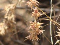 Image result for Hyparrhenia cymbaria