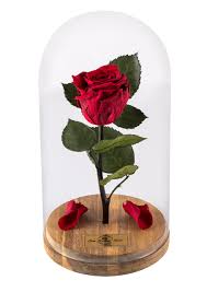 This time of creativity and prosperity was brought to an end by the mongols, who invaded in 1219. Beauty And The Beast Rose Live Forever Rose In Glass Dome Rose Fallen Petals Enchanted Rose Home Decor Eternal Rose Gift For Mother S Day On Galleon Philippines
