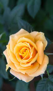 Flowers Hd And Widescreen Wallpapers Yellow Rose Flower 4k Wallpaper Http Www Fabuloussavers Beautiful Flowers Beautiful Flowers Images Yellow Rose Flower