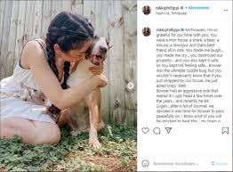 Wann sollte ich in erwägung ziehen, meinen schäferhund einzuschläfern? Youtuber Paar Lasst Eigenen Hund Einschlafern Und Erntet Heftige Kritik Stern De