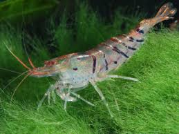 20 Freshwater Shrimp Species Complete List With Pictures