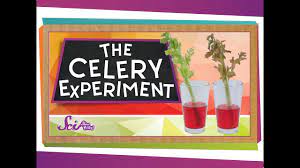 Maybe you would like to learn more about one of these? The Color Changing Celery Experiment Youtube