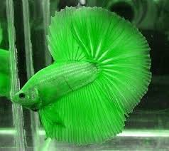 35 Different Types Of Betta Fish With Beautiful Pictures Betta Fish Tank Betta Fish Betta Aquarium