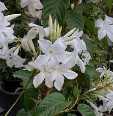 Image result for dipladenie suaveolens obrázek