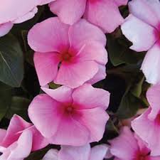 Jenis bunga untuk taman harus anda perhatikan cara membuat taman di rumah agar taman yang anda buuat bunga ini memiliki warna yang sangat tajam dan pada bagian daunnya terdapat corak. Vinca Cora Cascade Strawberry F1 Kebun Bunga Bunga Kebun