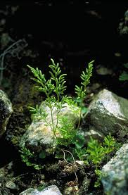Image result for Pteridaceae