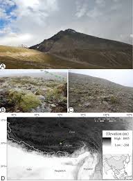 Image result for Oreophyton falcatum