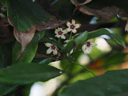 Image result for Cola clavata