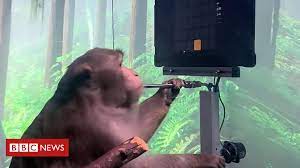 To behave in a silly and annoying way: Elon Musk S Neuralink Shows Monkey Playing Pong With Mind Bbc News