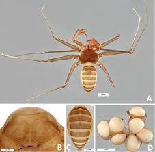 Image result for Amblygonocarpus