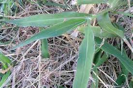 Image result for Urochloa oligotricha