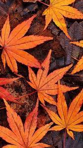 We did not find results for: All Things Cozy Pumpkins Sweaters Tea Autumnleaves Orange Aesthetic Orange Color Aesthetic Moreali Orange Aesthetic Orange Wallpaper Orange Tumblr