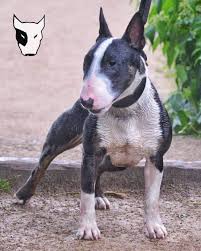 english bull terrier mini bull terriers bull terrier english bull terriers
