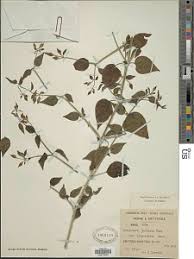 Image result for Dicliptera maculata