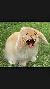 Hey Jaden Did You Know That A Unicorn Is Scotland National Animal Mini Lop Rabbit Rabbit Breeds Mini Lop Bunnies