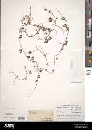 Image result for Merremia emarginata