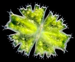 Image result for Micractis