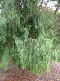 Image result for Cupressus funebris