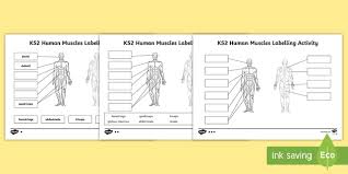 This diagram of the human body shows a range of organs that are important to human anatomy. Muscle Diagram Labelling Activity Resources Twinkl
